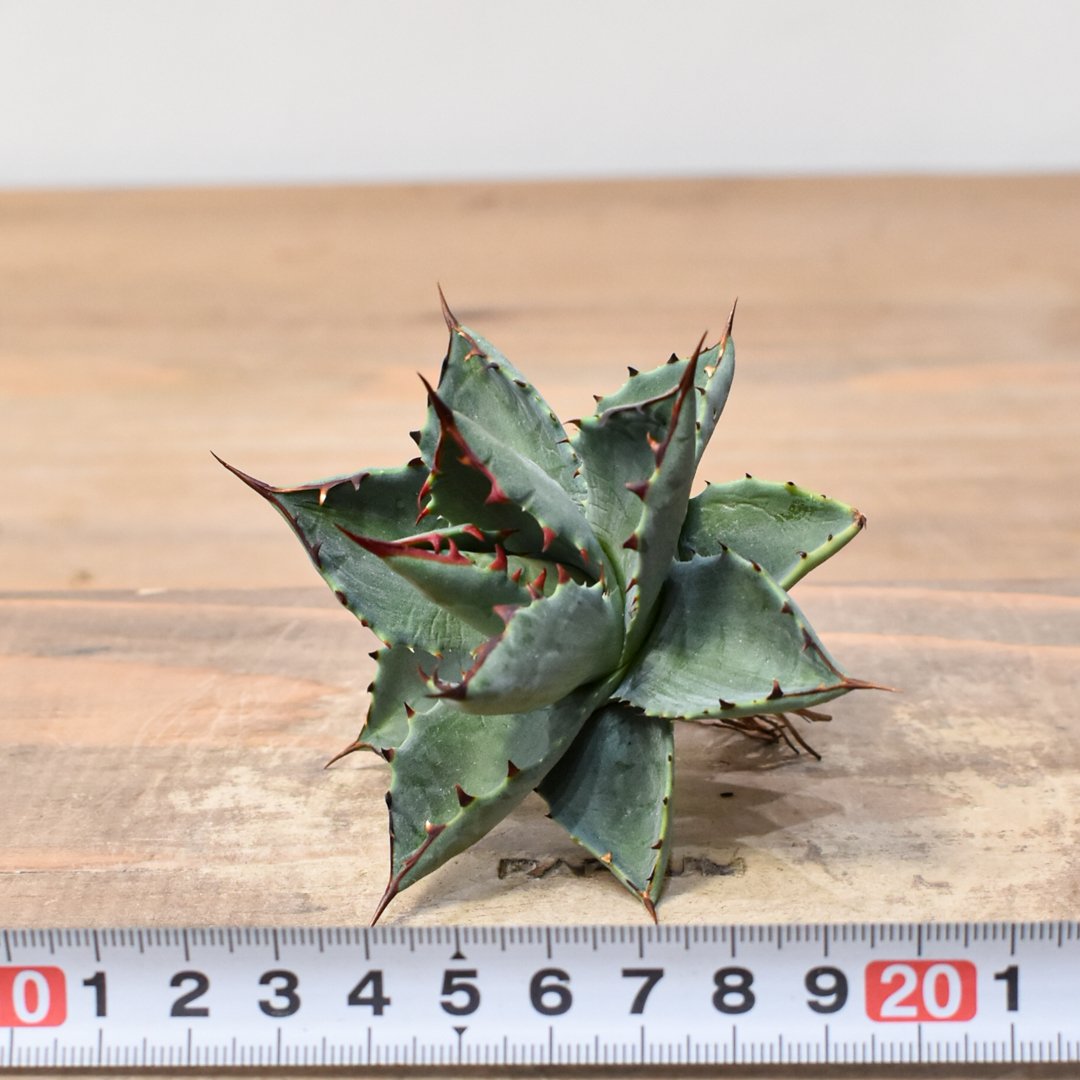 アガベ ハイブリット 曙光 ×（パラサナ、イシスメンシス）【台湾