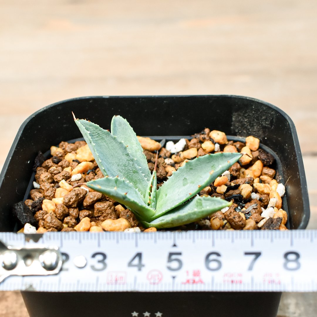 アガベ ハイブリット 