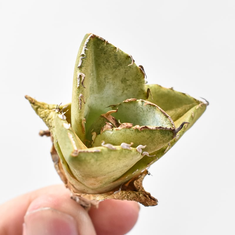 アガベ チタノタ 