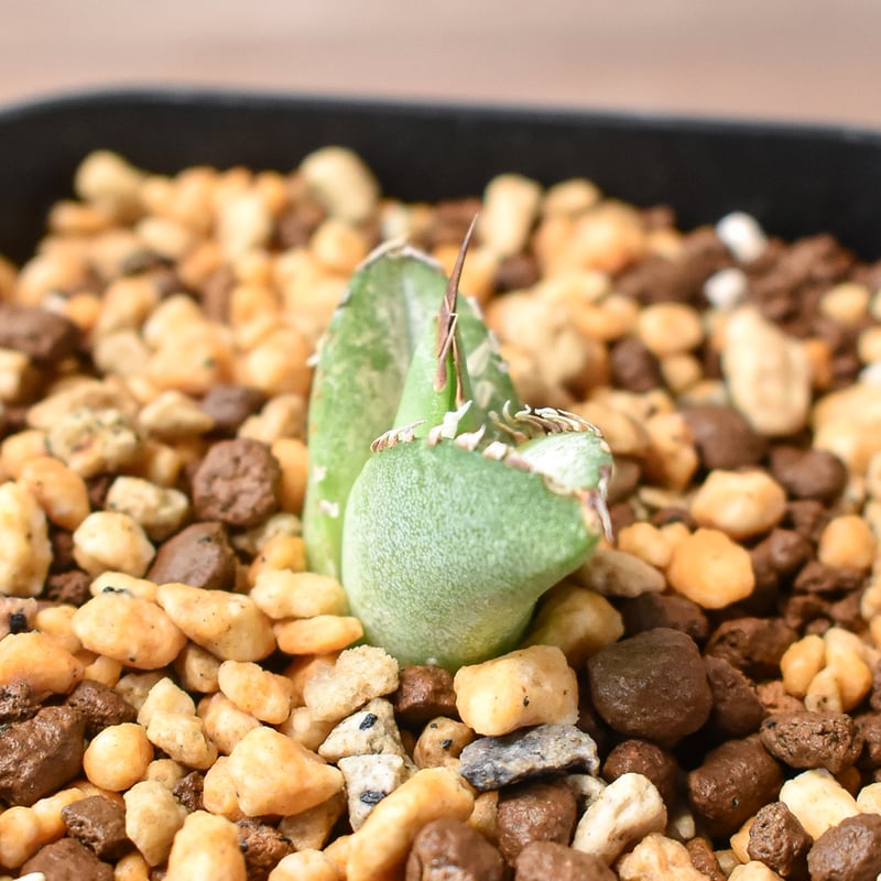 アガベ 　雪豹　子株 DRAGON AGAVE】アガベ 雪豹 EC25 – TaiShoDo ONLINE SHOP