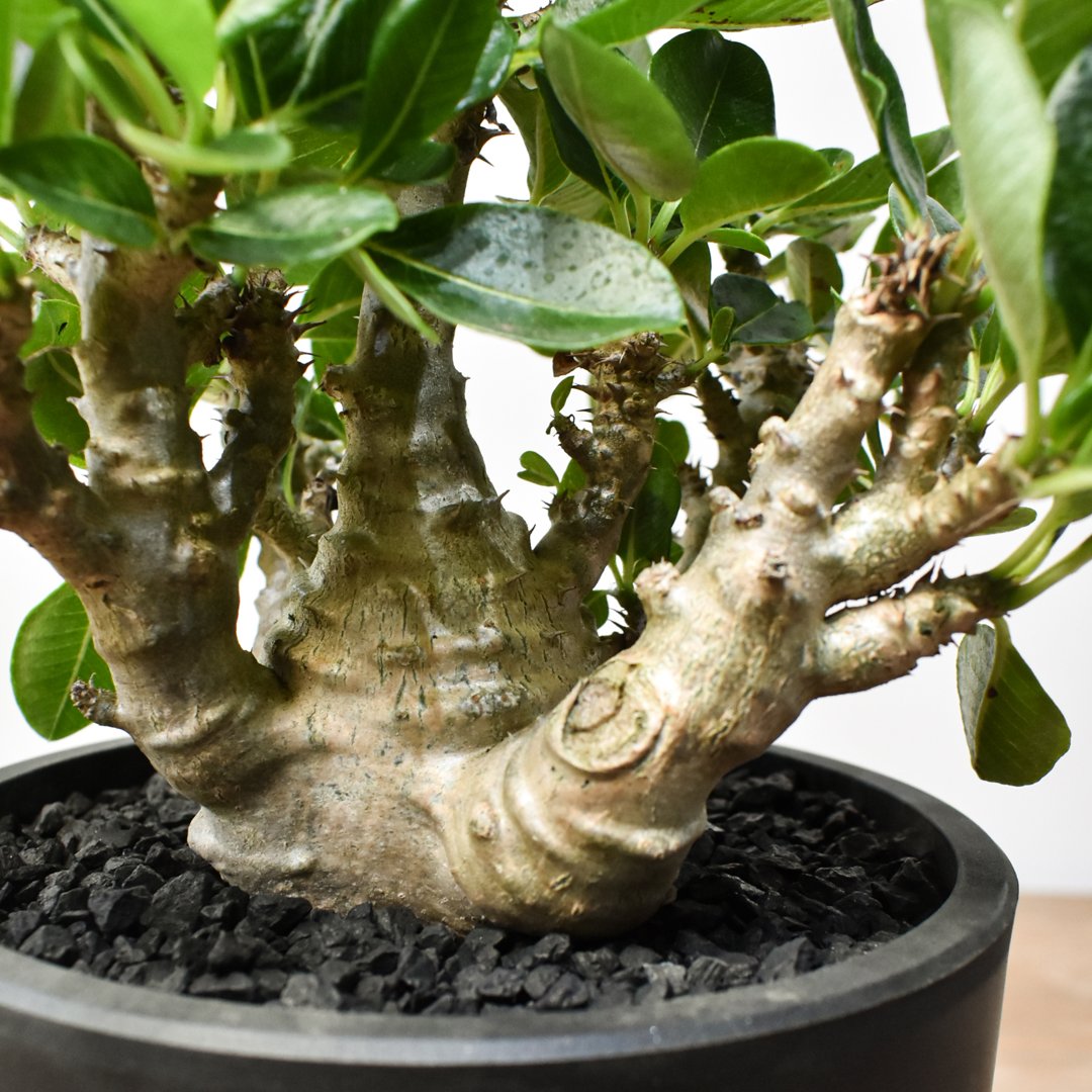 001極上良型‼️ パキポディウム ウィンゾリー　国内実生株 パキポディウム ウィンゾリー 【実生】GM2402207 | RAFLUM