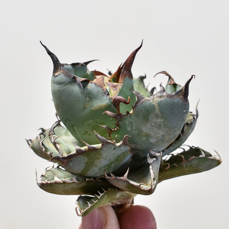 アガベ 特選 ブラック・アンド・ブルー BB根付苗 台湾産正規品 極上苗 アガベ チタノタ ブラックアンドブルー / BB 藍球 【台湾産/抜き苗販売