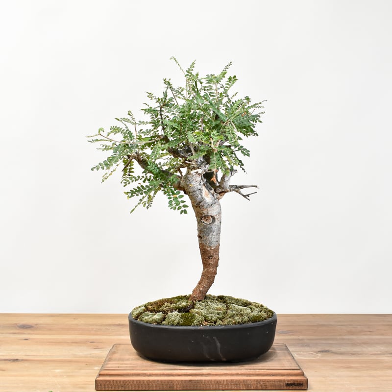 ボスウェリア　ネグレクタ　現地球 ④ボスウェリア ネグレクタ 現地球 Boswellia neglecta 検）塊根