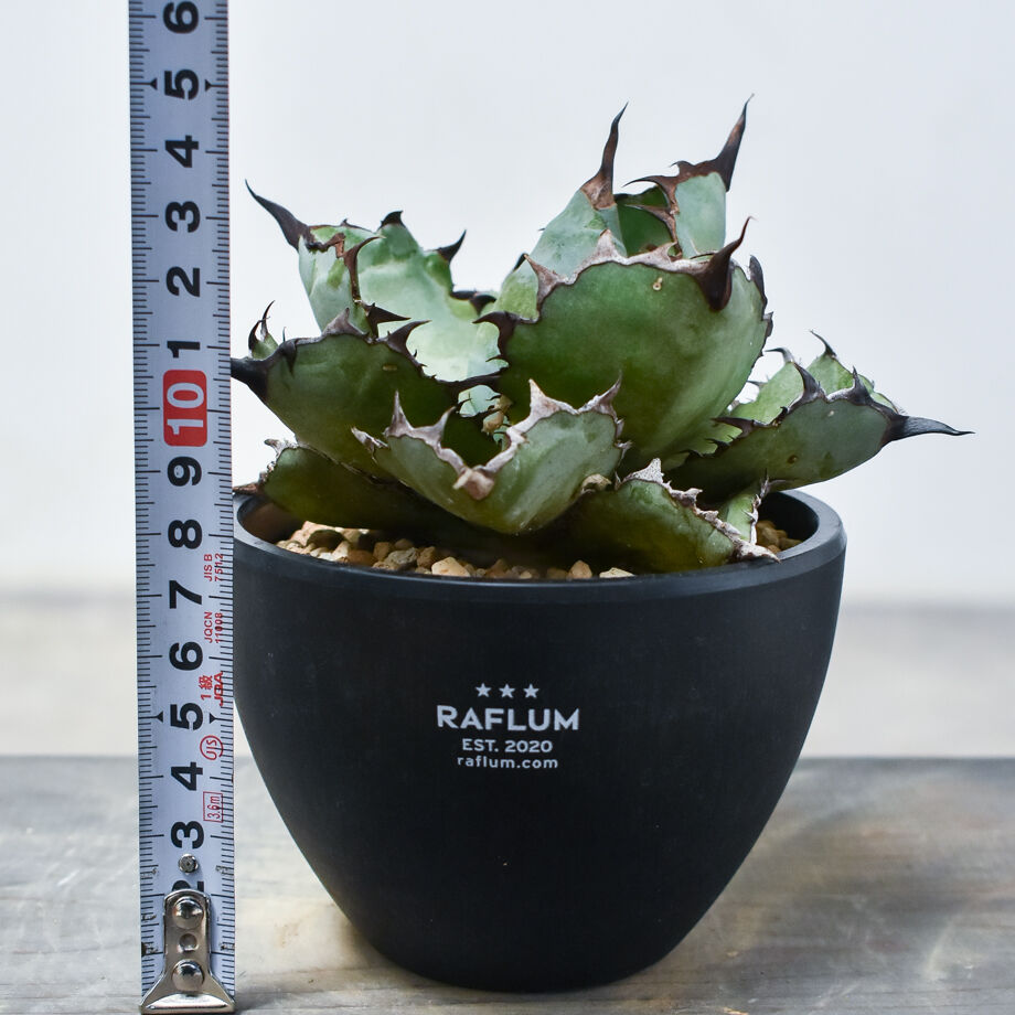 多肉植物 アガベ チタノタ ブルーボールBB白覆輪 胴切子株 6株同梱 多肉植物 アガベ チタノタ ブルーボールBB白覆輪 胴切小株 発根済