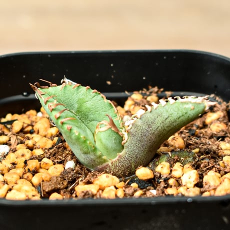 アガベ チタノタ "麻花" 【台湾huplants2010産/子株販売】RF25011842