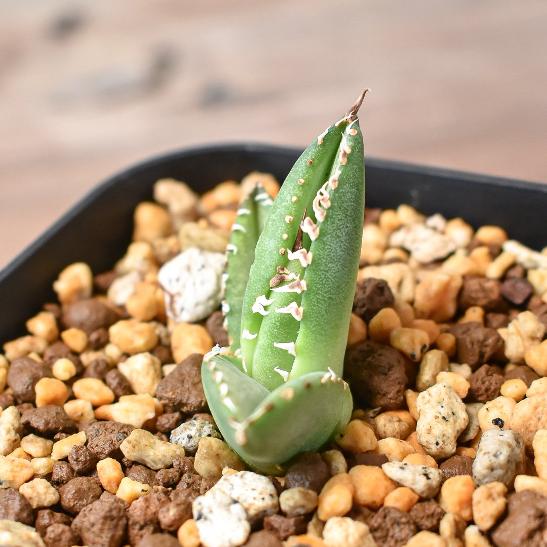 アガベ チタノタ 