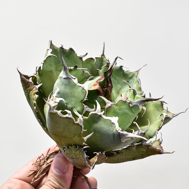 白鯨コレクション株アガベチタノタオテロイ選抜 Agave titanota ...