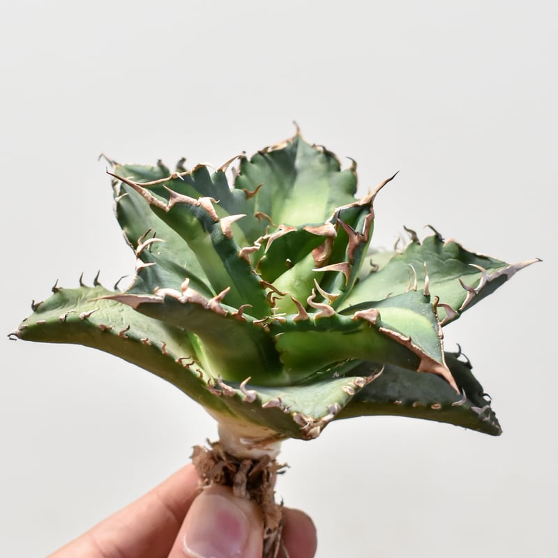 アガベ　チタノタ　夕映　多肉植物　鉢ごと発送　発根済 アガベ・チタノタ 夕映厳竜-006｜agave titanota Solar Eclipse