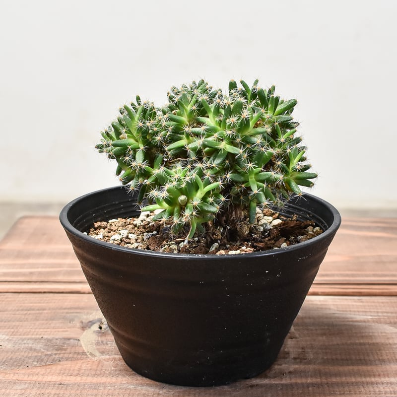 トリコディアデマ デンサム 