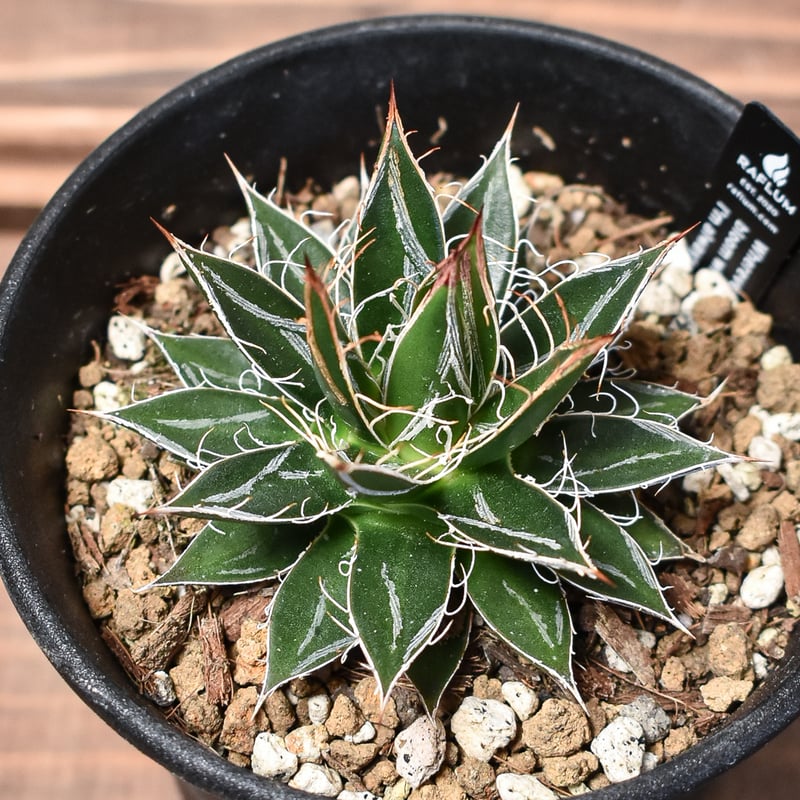 アガベ フィリフェラ 