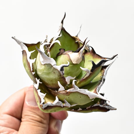アガベ チタノタ "精品ハデス" / 精品黒帝斯、精品恐竜牙歯 【台湾 dragon agave産/中株/抜き苗】B RF25011870