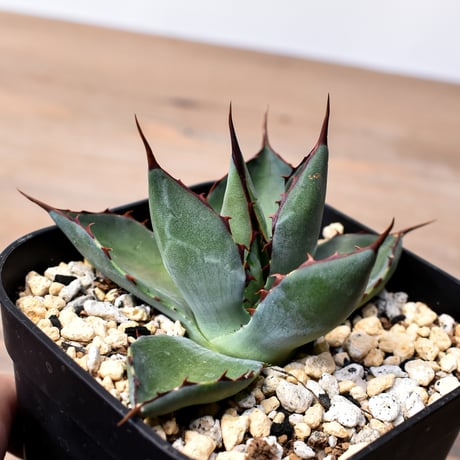 アガベ ハイブリット （パラサナ、イシスメンシス）× 曙光【台湾botanical_seeker産】H RF25011568