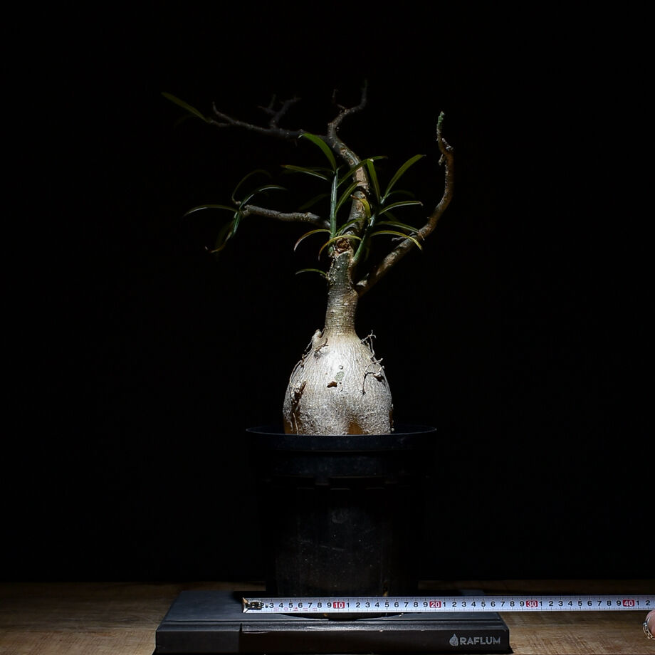 fit=scale-down,w=1200