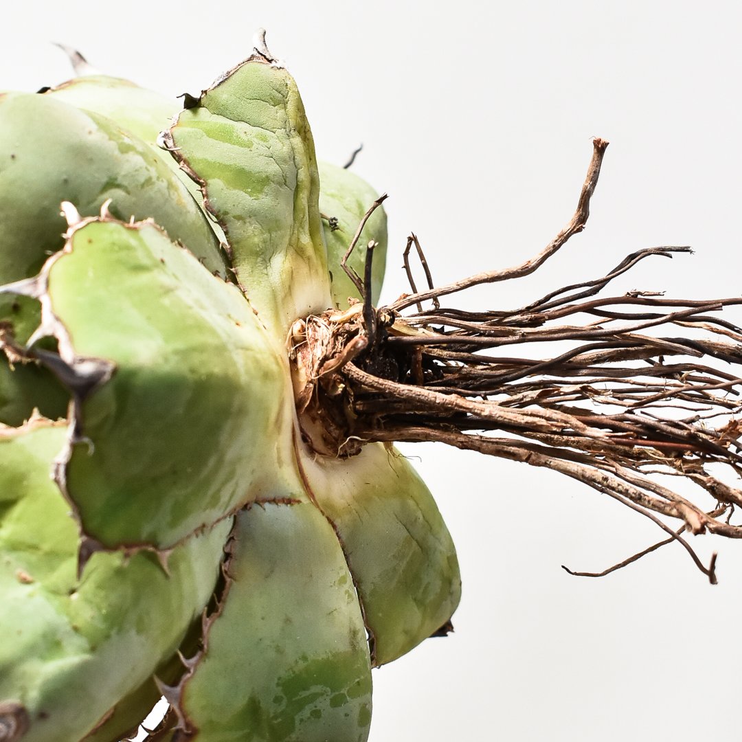 アガベ BB ブラックボール ボール状 胴切りの地 良血統 【公式通販】