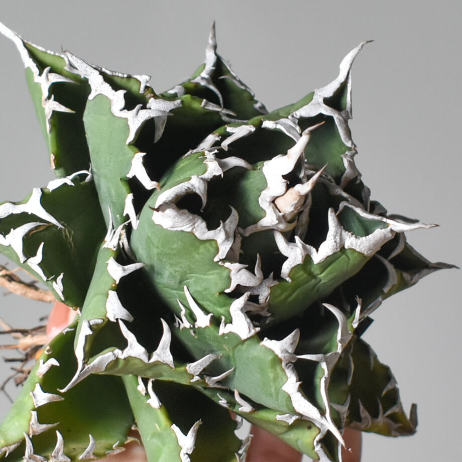 アガベ チタノタ ソーラーエクリプス