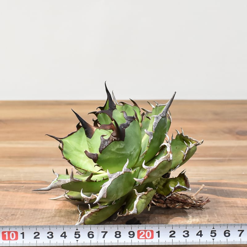 アガベ チタノタ 