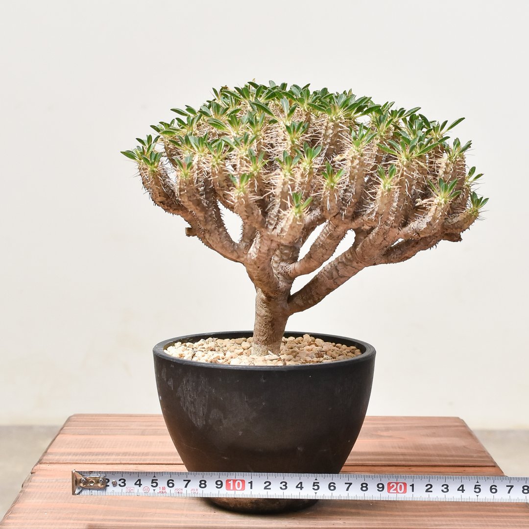 fit=scale-down,w=1200