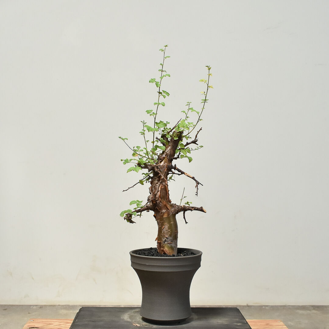 【にゃーは】コミフォラ ボラネンシス にゃーは】コミフォラ ボラネンシス Commiphora boranensis