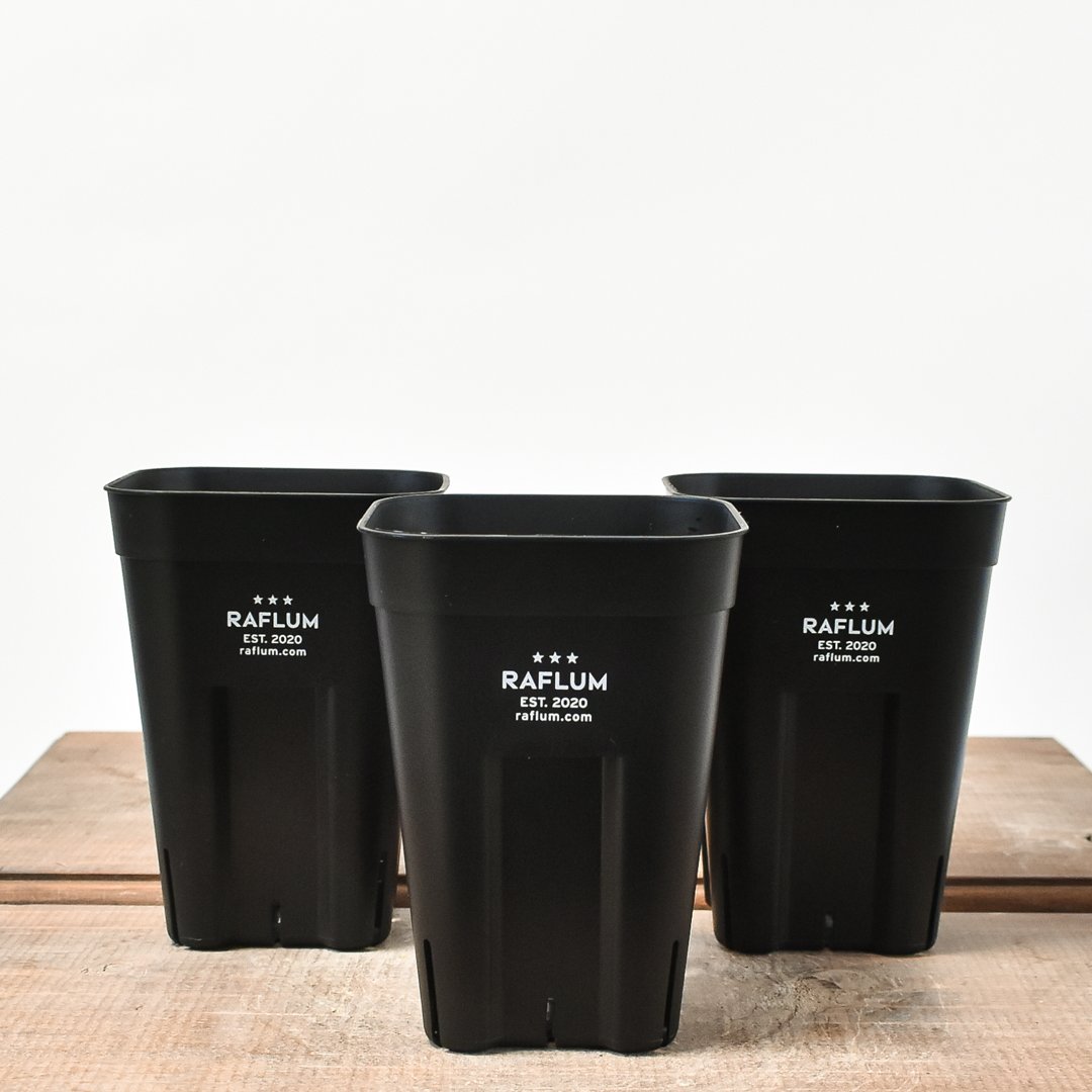 SRL BRIMTYPE POT S M 2個セット ブリムタイプ プラ鉢