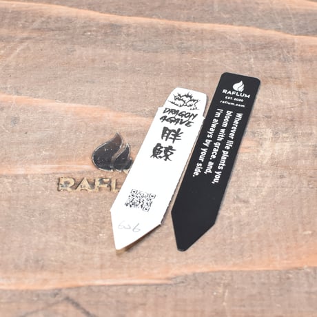 アガベ チタノタ  "胖鯨" 【台湾 dragon agave産/発根済み/中株】626 DGC25020006