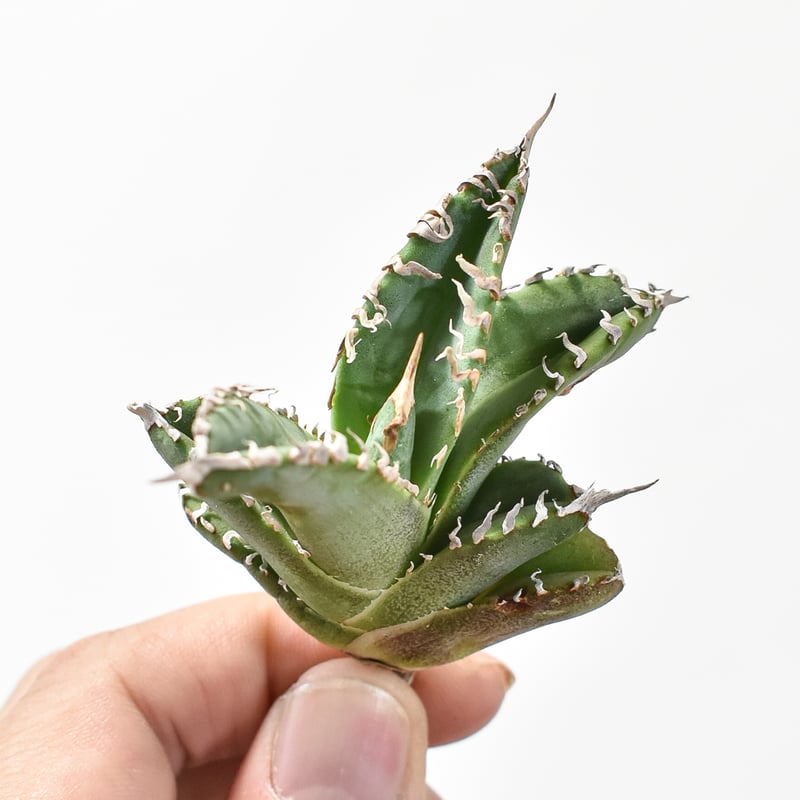 AGAVE TITANOTA GODZILLA ゴジラ 胴切りの天 Agave titanota