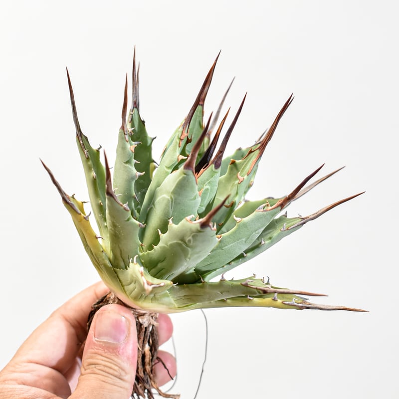 Agave ハイブリッド エボリスピナ X チタノタBB OC株 Agave ハイブリッド エボリスピナ X チタノタBB OC株 Agave