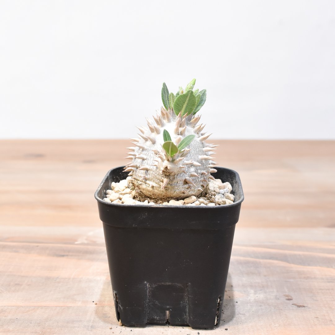 パキポディウム・デンシカウレ 