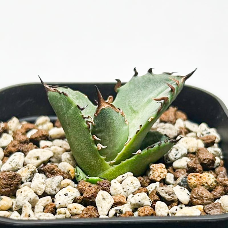 アガベ　チタノタ　海王　龍球会産　台湾鉢5号 アガベ チタノタ 海王 龍球会産 台湾鉢5号 アガベ チタノタ