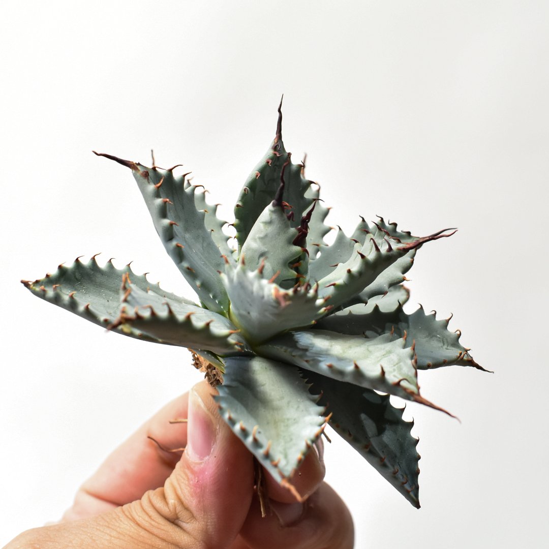 アガベ ハイブリット 特白肌怒雷神×象牙妖炎（陽炎エボリ）【台湾