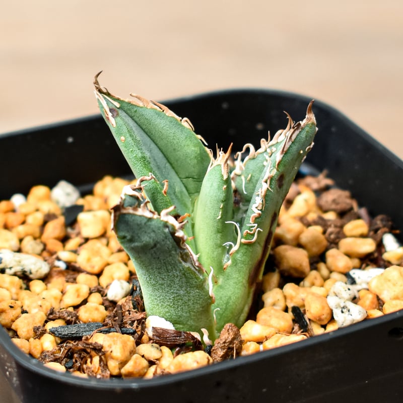 アガベ チタノタ 