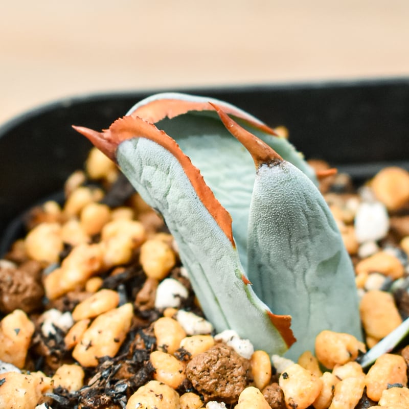 アガベ ハイブリット 