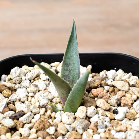 アガベ ハイブリット "邪霊" (特白肌怒雷神×血妖) 【台湾botanical_seeker産】RF25012013
