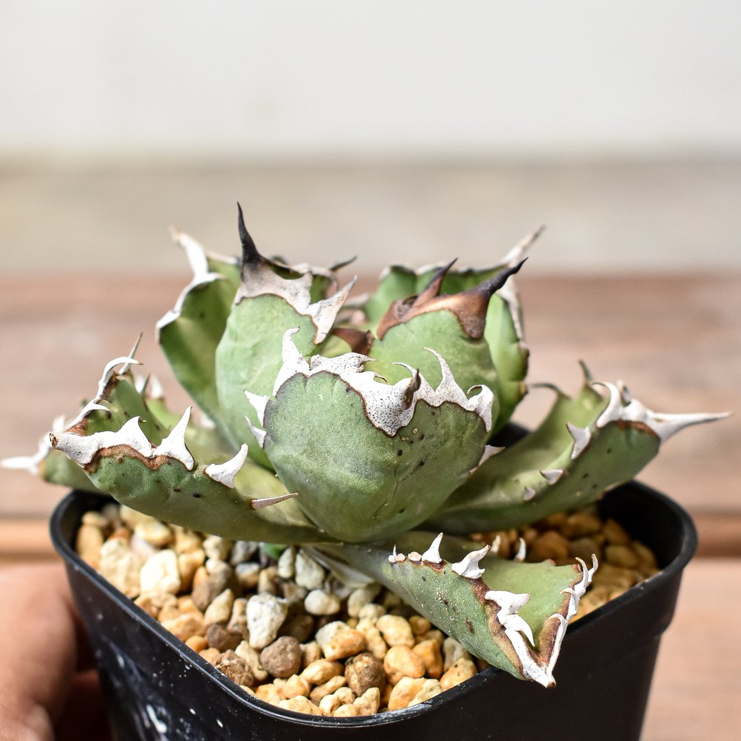 アガベ チタノタ ドワーフ / 