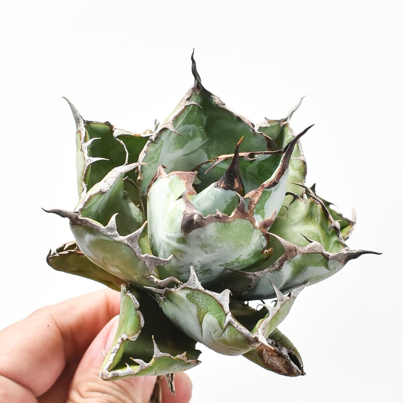 アガベ チタノタ ブラックアンドブルー / BB 藍球 【台湾 dragon agave