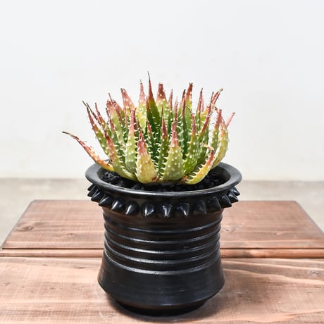 アロエ "白磁盃"  2頭 / Wヘッド【植え込み販売】HK2400540