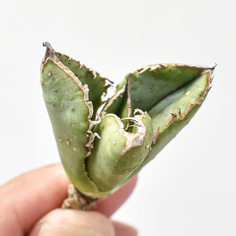 アガベ チタノタ 麻花龍 【台湾 berlin産/子株/抜き苗