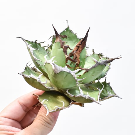 CATEGORY チタノタ シーザー | RAFLUM / ラフラム｜東京、大阪の塊根