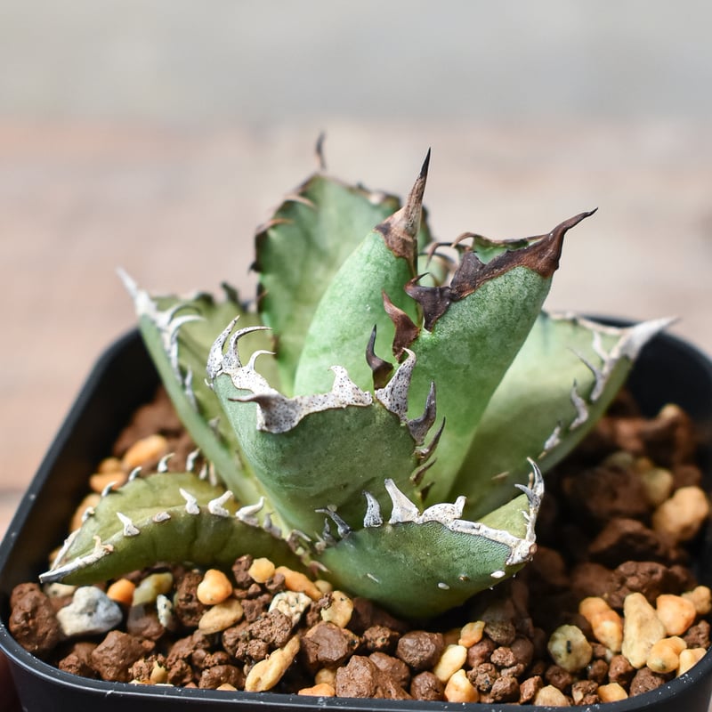 アガベ チタノタ 