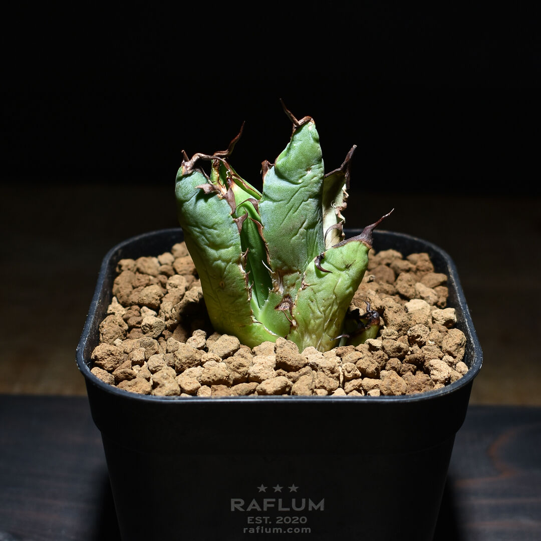 アガベ チタノタ ハデス 