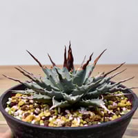 アガベ ハイブリット 