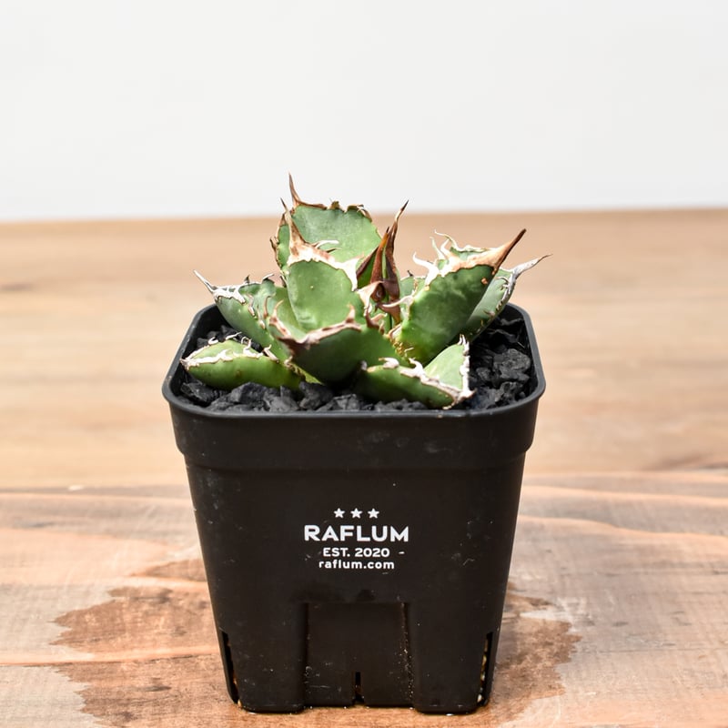 アガベ チタノタ ゼウス 