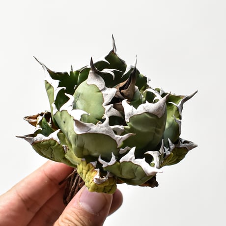 CATEGORY チタノタ 姫厳龍 | RAFLUM / ラフラム｜東京、大阪の塊根植物