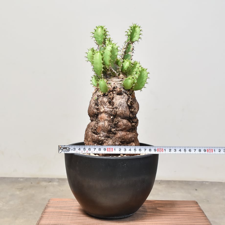 fit=scale-down,w=1200