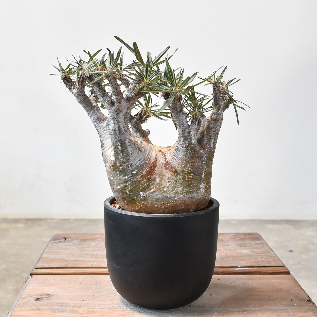 パキポディウム グラキリス 【現地球/発根済み】E HK2402384(T) | RAFLU