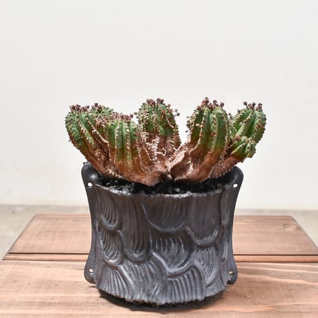 【美株】ユーフォルビアスーパーバリダ 国内実生株 塊根植物 サボテン ユーフォルビア スーパーバリダ | mana's farm:塊根植物・アガベ