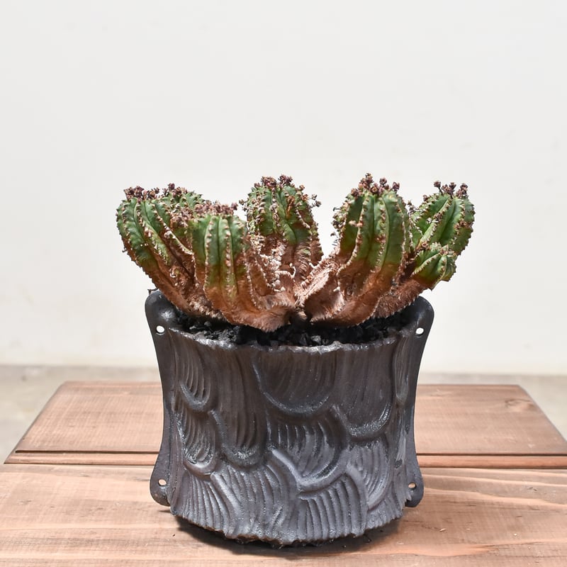 ユーフォルビア バリダ×ホリダ【発根済み】HK2400539(T) | RAFLUM