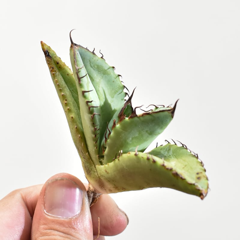 アガベ チタノタ 歐若拉 / 