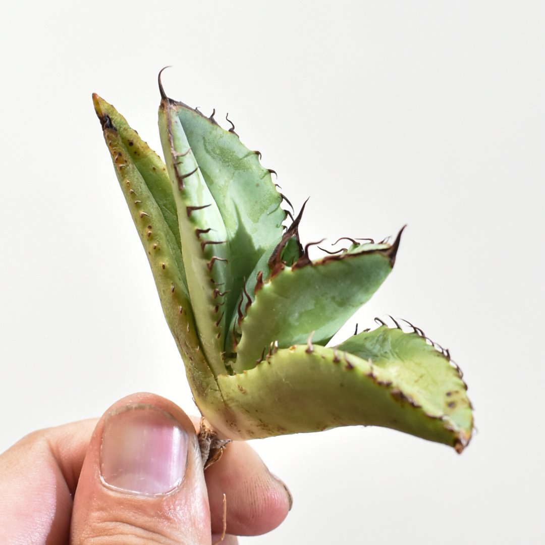 アガベ チタノタ 歐若拉 / 