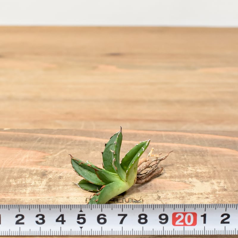 アガベ Dennis ハイブリッド 姬嚴龍x笹之雪 【台湾DENNIS産/抜き苗