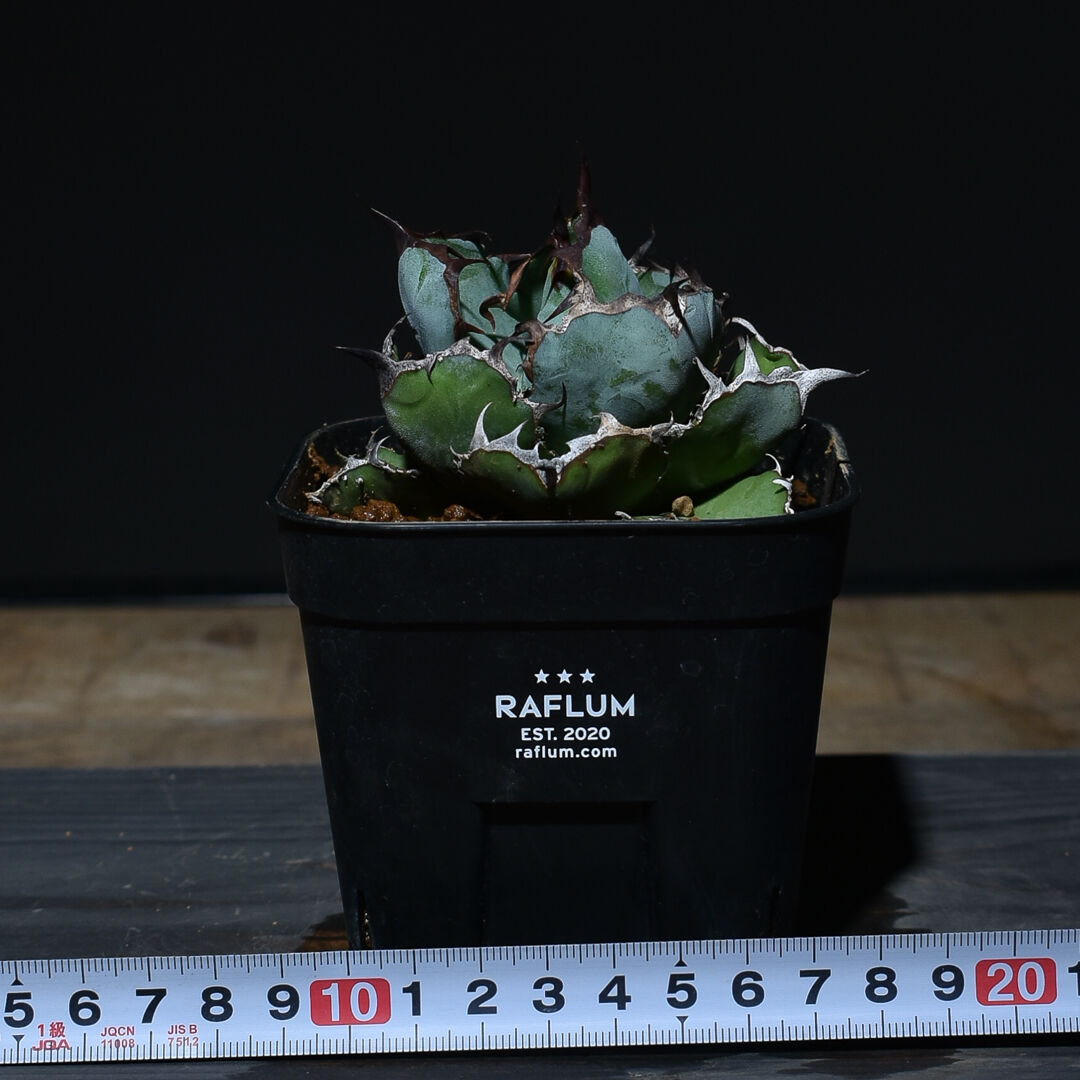 アガベ チタノタ ブラックアンドブルー 